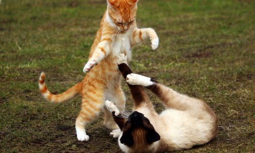 Two cats fighting