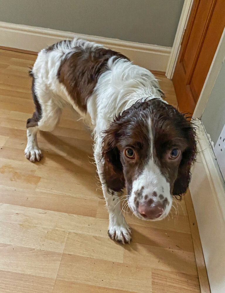 A spaniel that is crouching and cowering with an anxious expression on his face, wide pupils which show that he is feeling stressed