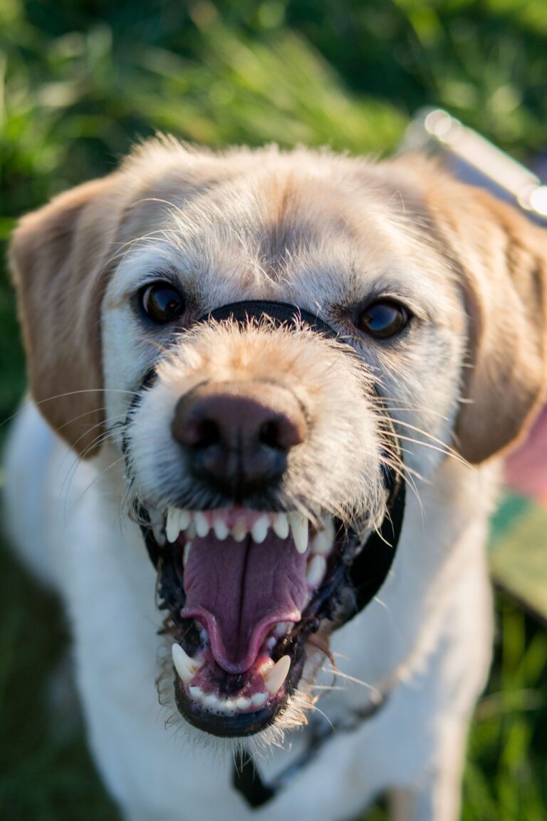 This image shows a dog baring its teeth