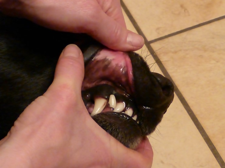 Showing where to locate the mucous membranes in a dog