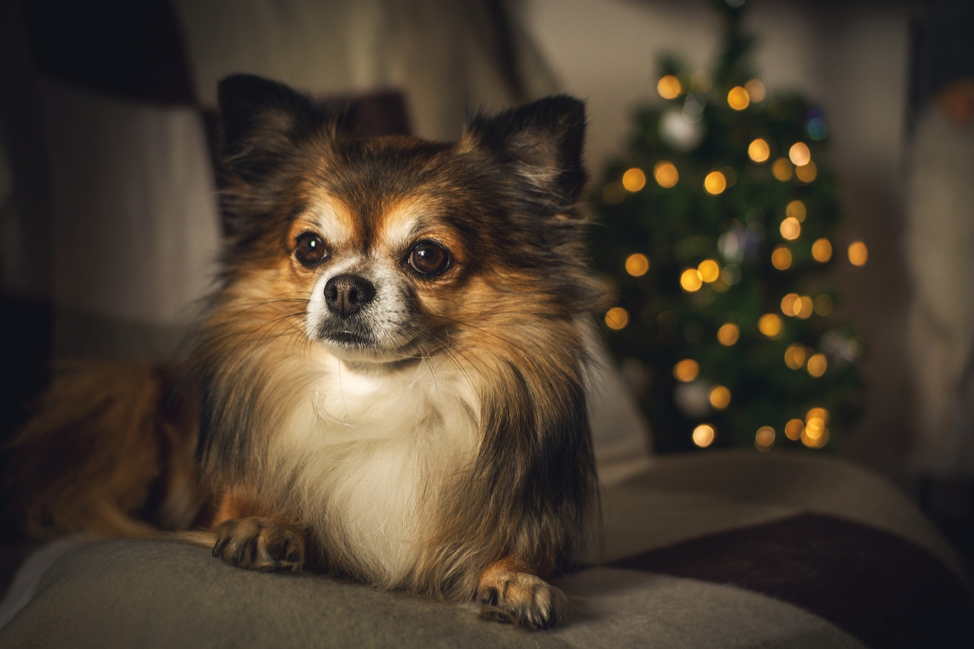 A picture of a Chihuahua dog in front of a Christmas tree