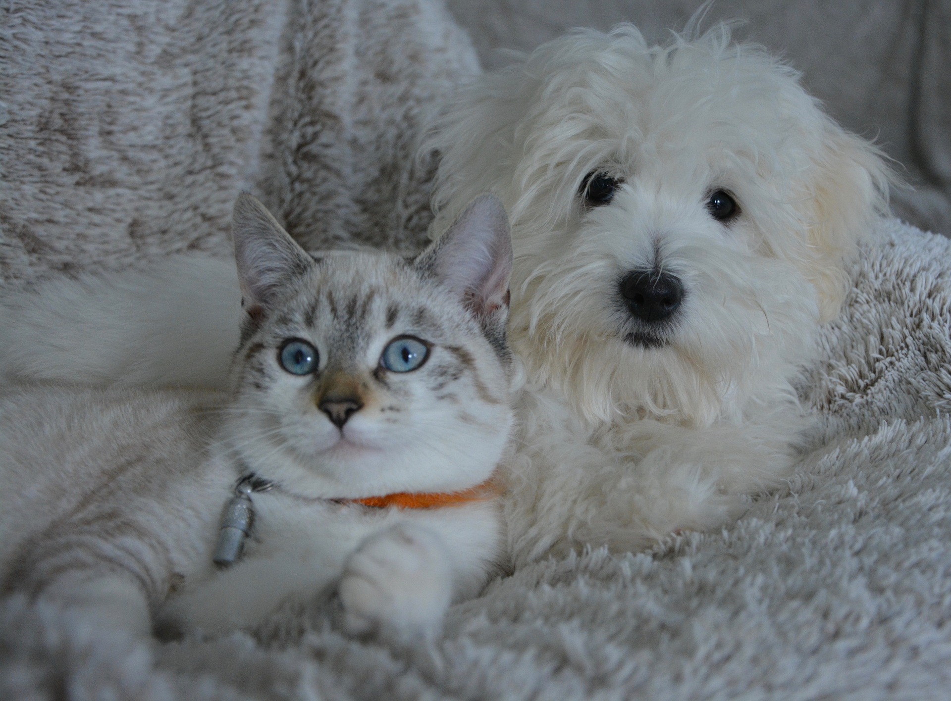 Dog and cat relaxing together