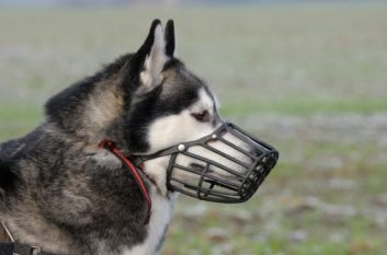 dog-muzzle