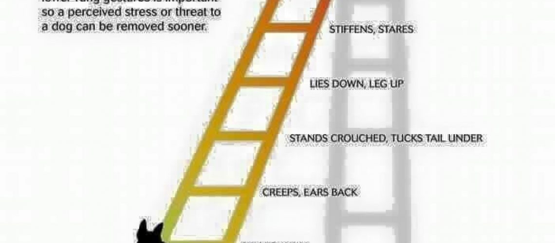 Dealing with Fear Aggression Pet Education and Training